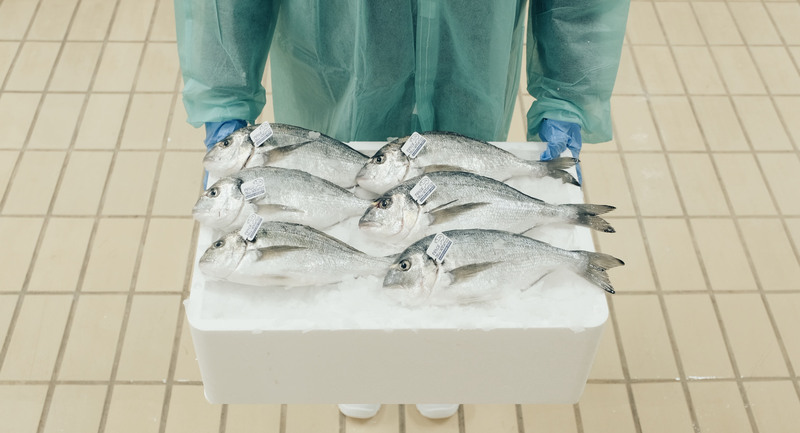 Pesce fresco