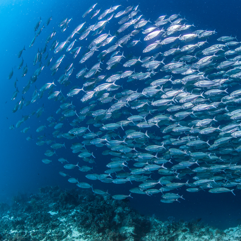 pesce azzurro