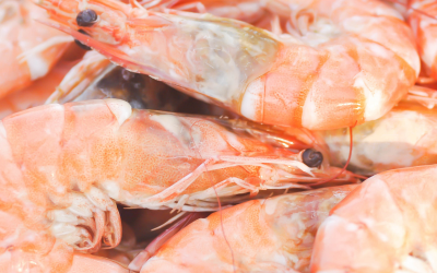 differenze fra mazzancolle e gamberi: come riconoscerle