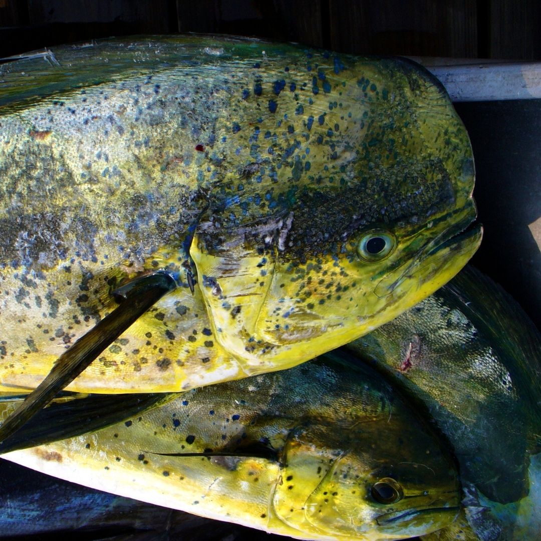 fish trend 2022