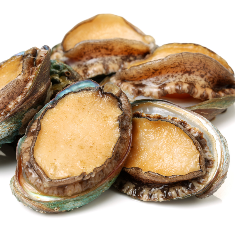 orecchio di mare